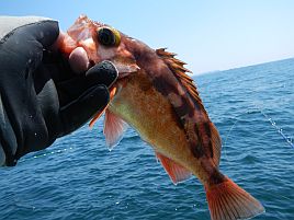 小網代・新谷丸のオキメバルの釣果がなんだかすさまじい