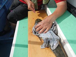 頑張った。でも凡庸な成績のまま終わった江戸前マゴチ大会