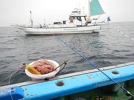 剣崎沖イサキが今年はつらそうな滑り出しなんだけど……