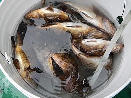 釣果がほしい。午前メバル→午後アジで手堅くお魚ゲット？