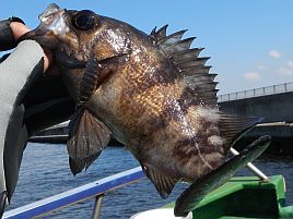 メバルはマース煮、カサゴは清蒸。糖質オフなメバカサ料理