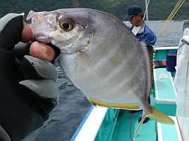 今週末こそカイワリ・イサキ狙いで宇佐美にプチ遠征するぞ