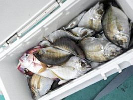 ははは…また、俺が行かなかった日はカイワリ釣れてるし…