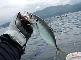 シャクリ疲れた宇佐美の帰り♪　これでカイワリも終わりかな