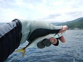 シャクリ疲れた宇佐美の帰り♪　これでカイワリも終わりかな