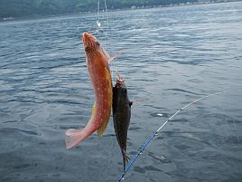 シャクリ疲れた宇佐美の帰り♪　これでカイワリも終わりかな