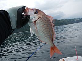 シャクリ疲れた宇佐美の帰り♪　これでカイワリも終わりかな