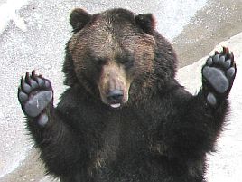 北海道遠征のお遊びグッズ3：これでヒグマに勝てるかな？