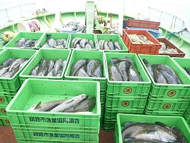 繁栄丸すげぇ～♪　北海道で不漁を呼ぶ男の汚名返上か？