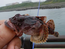 北海道投げ四目達成でまずますの滑り出しってことにしといて