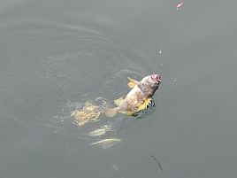 ちょうど五目達成で今夏の北海道はこれで勘弁しといたろっ!!