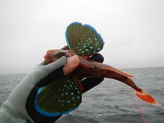 カワハギ2014開幕♪　大雨の中ツ抜け達成で ( ´ｰ`)ﾄﾞﾔ顔