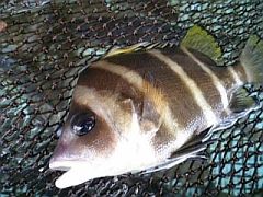 「タモリ」は知盛。平家にまつわる魚の名前を調べてみたぞ