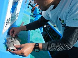 痺れる上に時化の竹岡沖でTKB寸法68.5センチ…練習完了