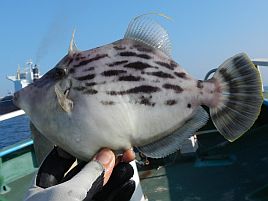 どうにもならなかった!!　もってない僕のかみやカワハギ大会