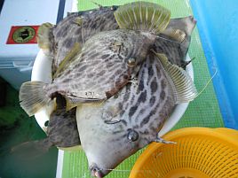 針と釣り方の相性？ へた釣りには競技カワハギくわせが最強