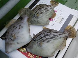 TKBがなくなってカワハギ釣りの目標を失ってしまったかも