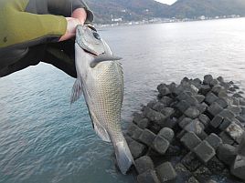 NW伊豆合宿 堤防にて風と波に苦戦。午後カイワリも中止