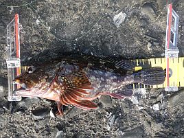 NW伊豆合宿 釣れなくて釣れなくて釣れなくてつらいよぉ～