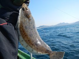 魚信が遠く釣れても1/2以下スケールに痺れたアマダイ大会