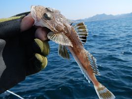 魚信が遠く釣れても1/2以下スケールに痺れたアマダイ大会