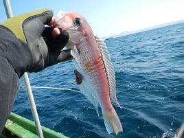 魚信が遠く釣れても1/2以下スケールに痺れたアマダイ大会