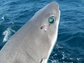 三度目の正直オニカサゴは魚信いっぱい。サメ釣りに開眼