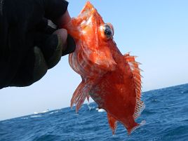 三度目の正直オニカサゴは魚信いっぱい。サメ釣りに開眼