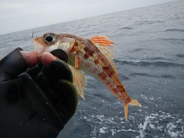 東京湾の潮風は万病に効く！ 釣れなくても……効く(´∩｀。)