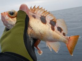 東京湾の潮風は万病に効く！ 釣れなくても……効く(´∩｀。)