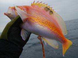 東京湾の潮風は万病に効く！ 釣れなくても……効く(´∩｀。)