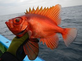 東京湾の潮風は万病に効く！ 釣れなくても……効く(´∩｀。)