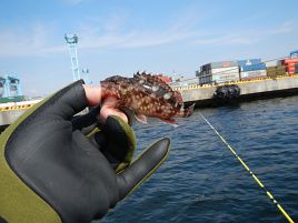 3週間ぶりの東京湾だ。海はいいね♪　釣りって楽しいね♪