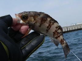 3週間ぶりの東京湾だ。海はいいね♪　釣りって楽しいね♪