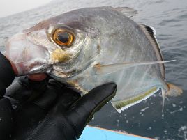 餌の方が…と言われると燃えるウィリー好きのカイワリ釣り