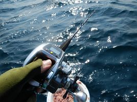 洲崎沖に2匹目のカイワリおらず。クーラー八分でまずまず