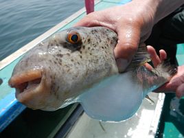 フグというのはトラ→ヒガン→ショウサイの順に高くて美味