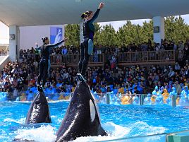 明治時代まで東京湾にシャチもアシカも普通に生息してた!?