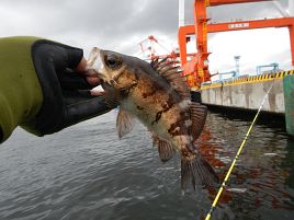 席だけよくても…かみやメバルカサゴ大会はどうもならんね