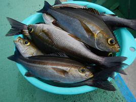 短時間だが入れパクも!!　剣崎沖イサキやっと始まったよ♪