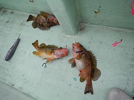 シマノには勝った。釧路沖の魚には惨敗した北海道五目