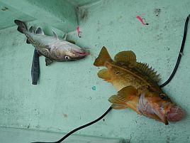 シマノには勝った。釧路沖の魚には惨敗した北海道五目