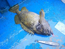 どうかな？がうまくいきウシシ♪とほくそ笑む北海道備忘録