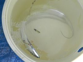 夏タチはやっぱり苦手。食わせ方分からず見逃し三振の山