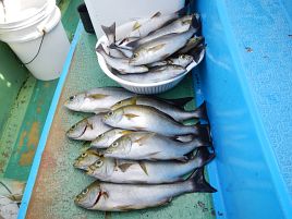 浮かんで沈んで涙目で意地になる。尺超え含めイサキ40匹