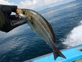 浮かんで沈んで涙目で意地になる。尺超え含めイサキ40匹