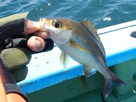 浮かんで沈んで涙目で意地になる。尺超え含めイサキ40匹