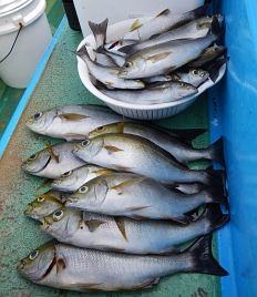 浮かんで沈んで涙目で意地になる。尺超え含めイサキ40匹