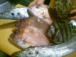 釣れないときはここに通おう。恵比寿 魚屋 きいもんが激旨