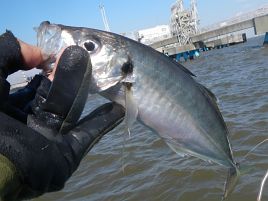 タチアジリレーは釣果はアレだが…サプライズがいっぱい